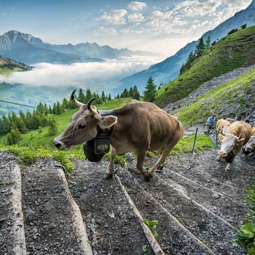 Adelboden Cattle Drive
