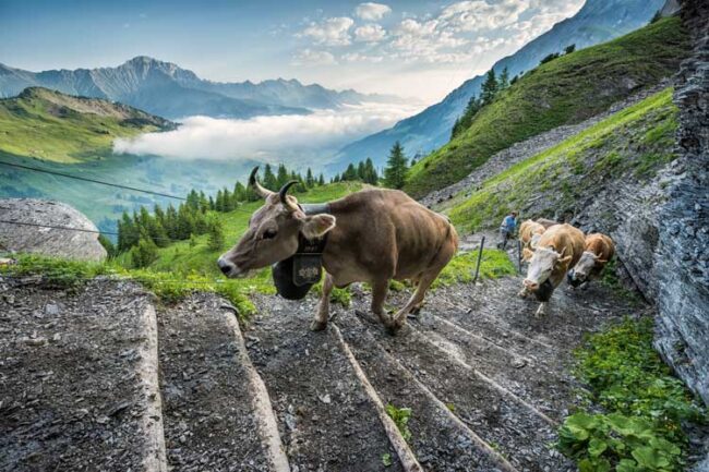Adelboden Cattle Drive